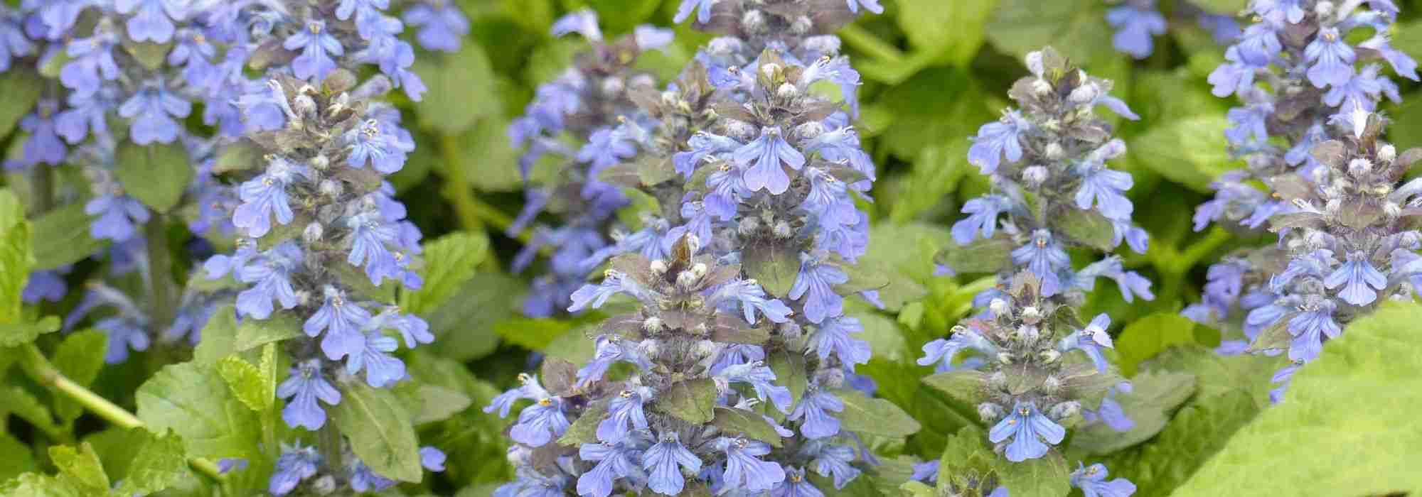 Ajuga kombinieren?