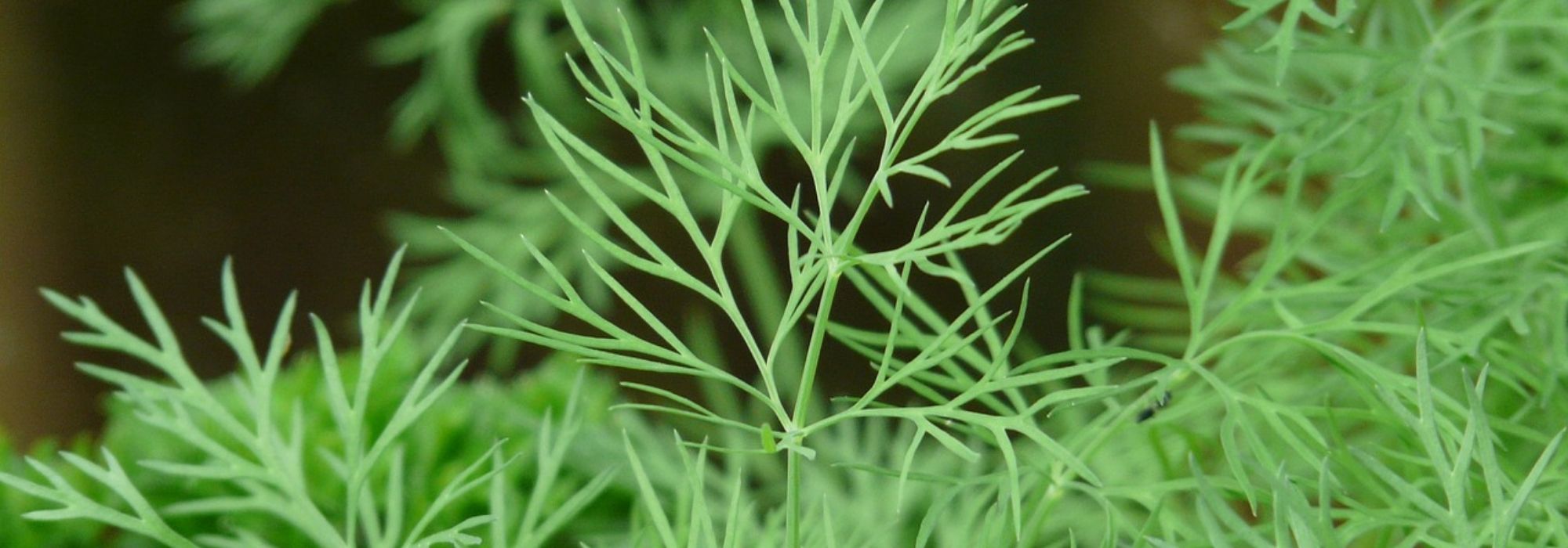 Dill im Topf anbauen