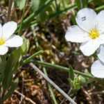 Sandkraut (Arenaria): Pflanzen, Pflege