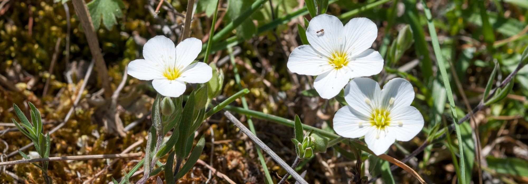 Sandkraut (Arenaria): Pflanzen, Pflege