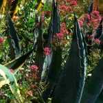 Agave kombinieren