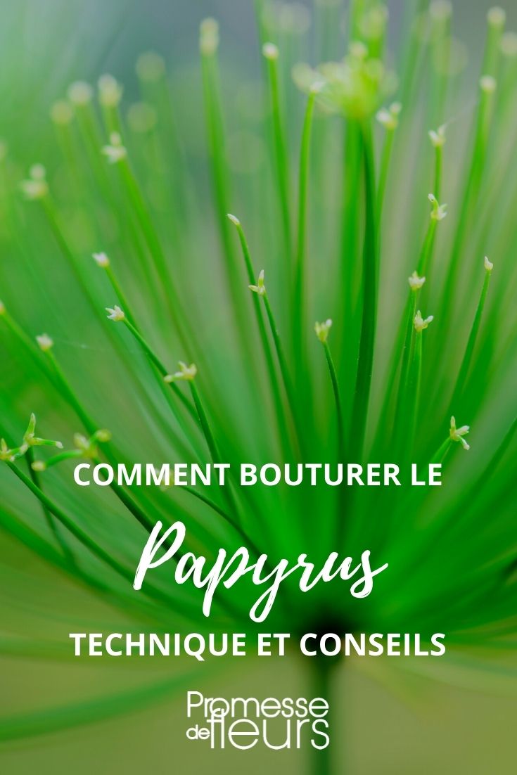 Den Papyrus vermehren