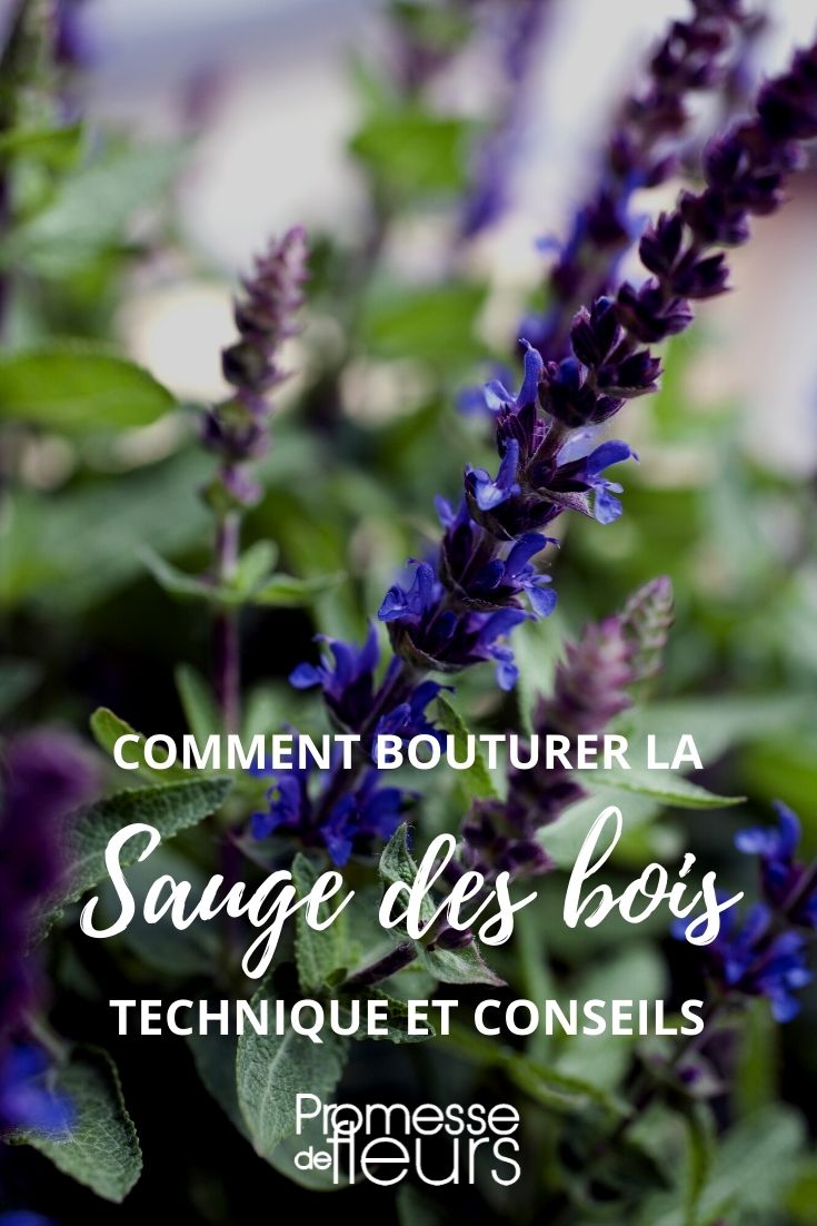 Stecklinge von Salbei (Salvia nemorosa) schneiden