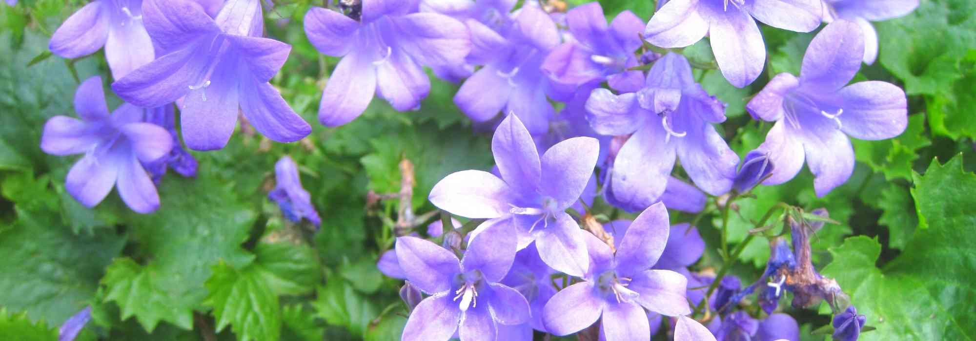 Glockenblume im Topf kultivieren