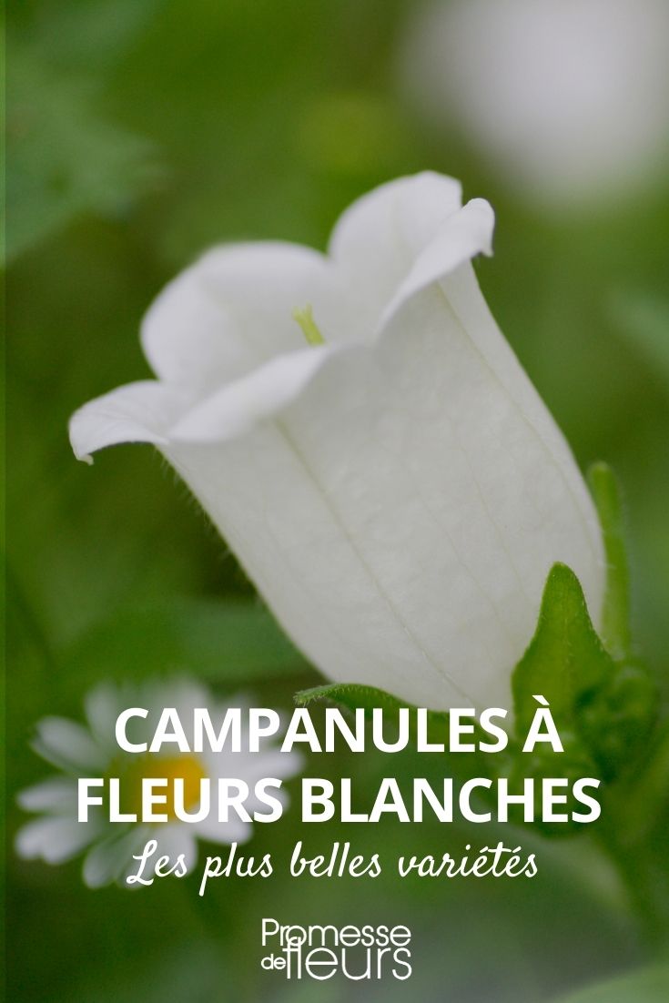 Weiße Glockenblumen