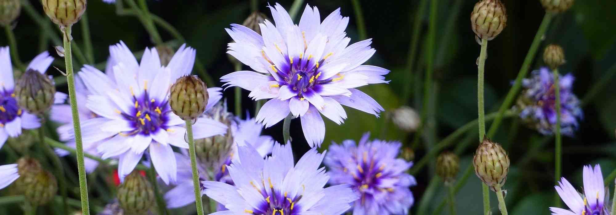 Blaue Rasselblume im Topf kultivieren