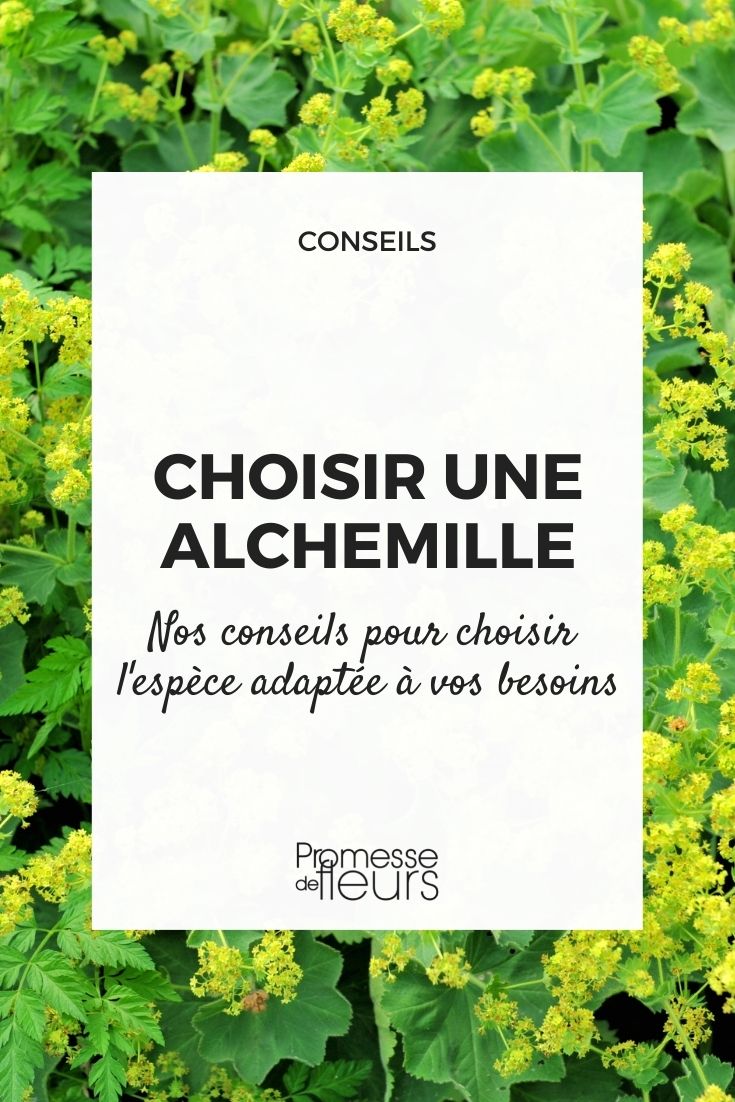 Alchemilla: Kaufratgeber