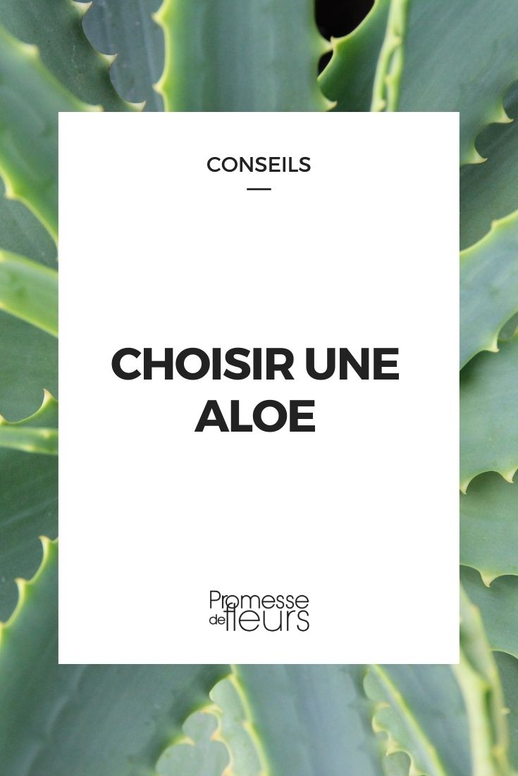 Eine Aloe auswählen