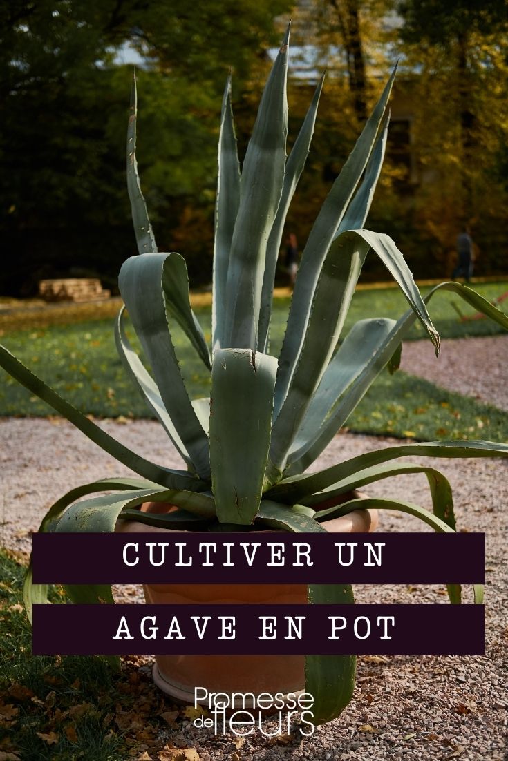 Agaven im Topf kultivieren