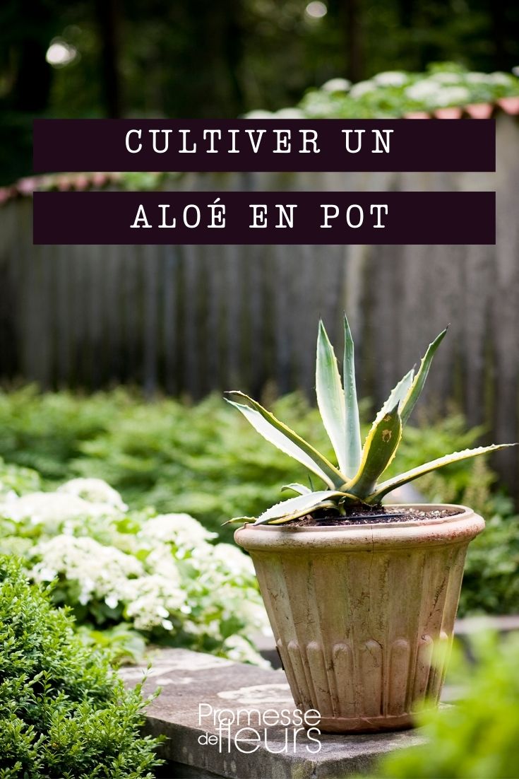 Einen Aloe im Topf pflanzen