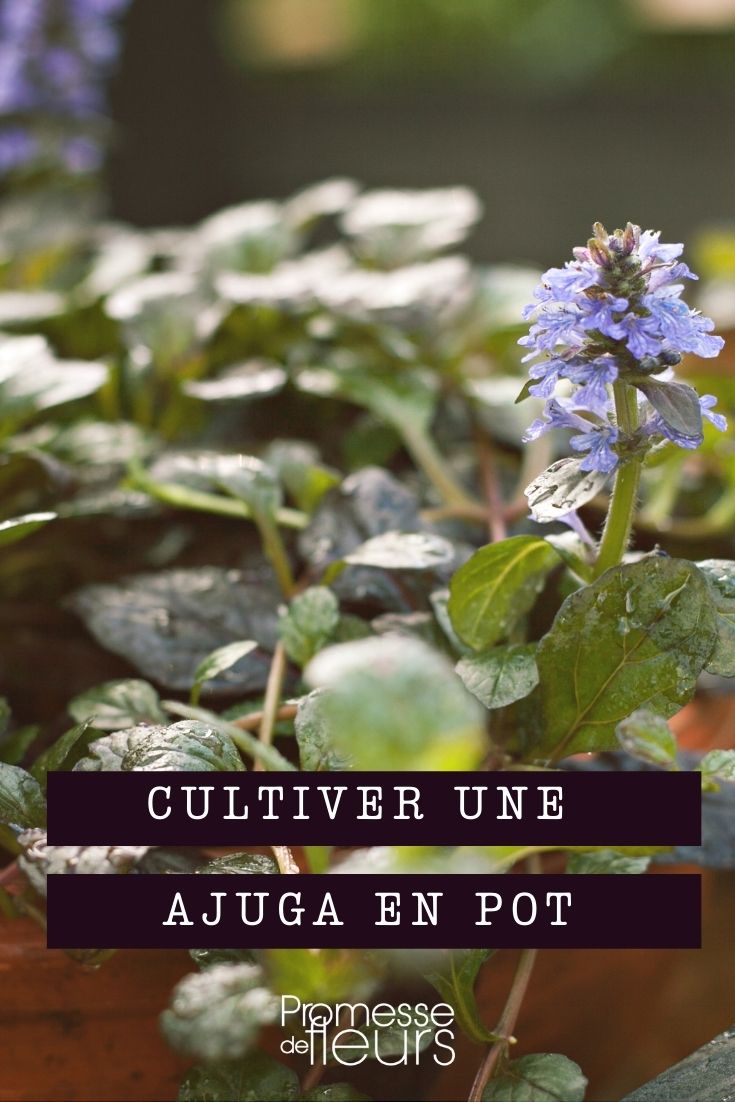 Ajuga im Topf kultivieren