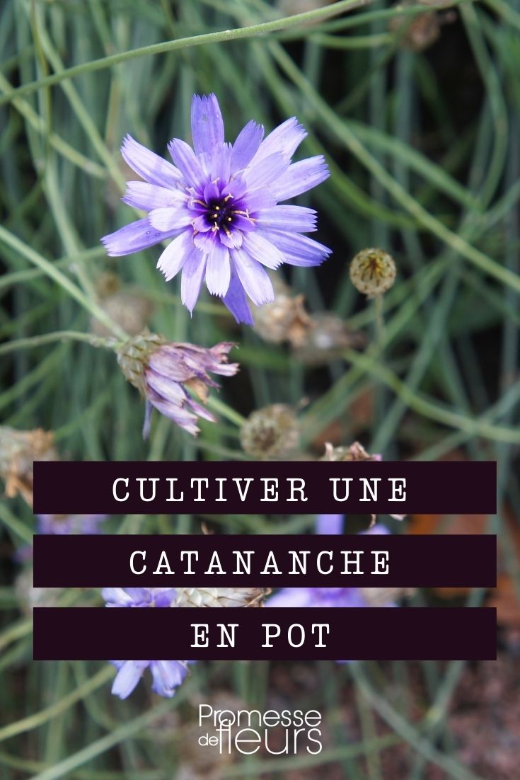 Katananche im Topf kultivieren