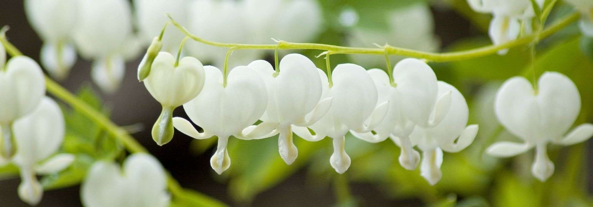 Herzblume: die schönsten Sorten