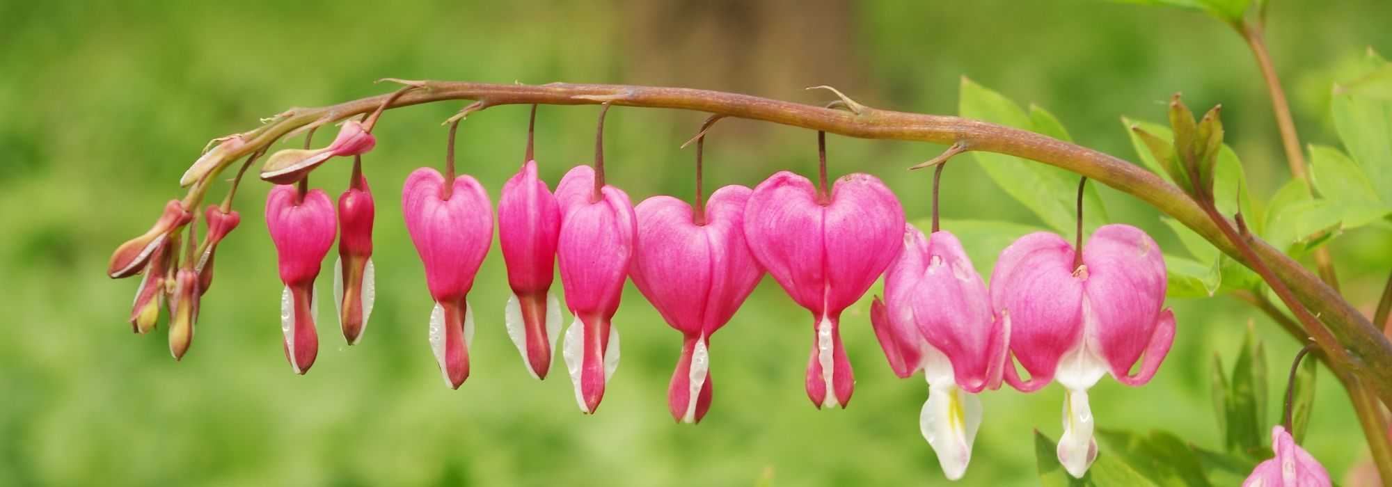 Herzblume im Topf kultivieren
