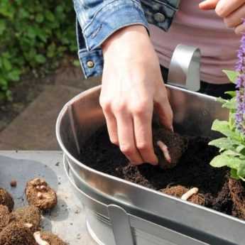 Wie gestaltet man einen Blumenkasten mit Begonien?