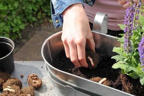 Wie gestaltet man einen Blumenkasten mit Begonien?