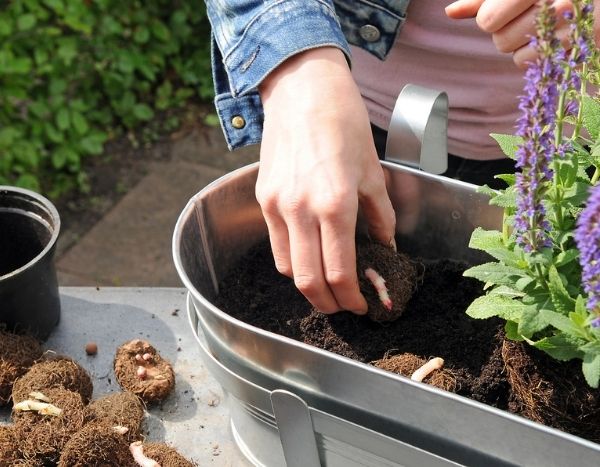 Wie gestaltet man einen Blumenkasten mit Begonien?