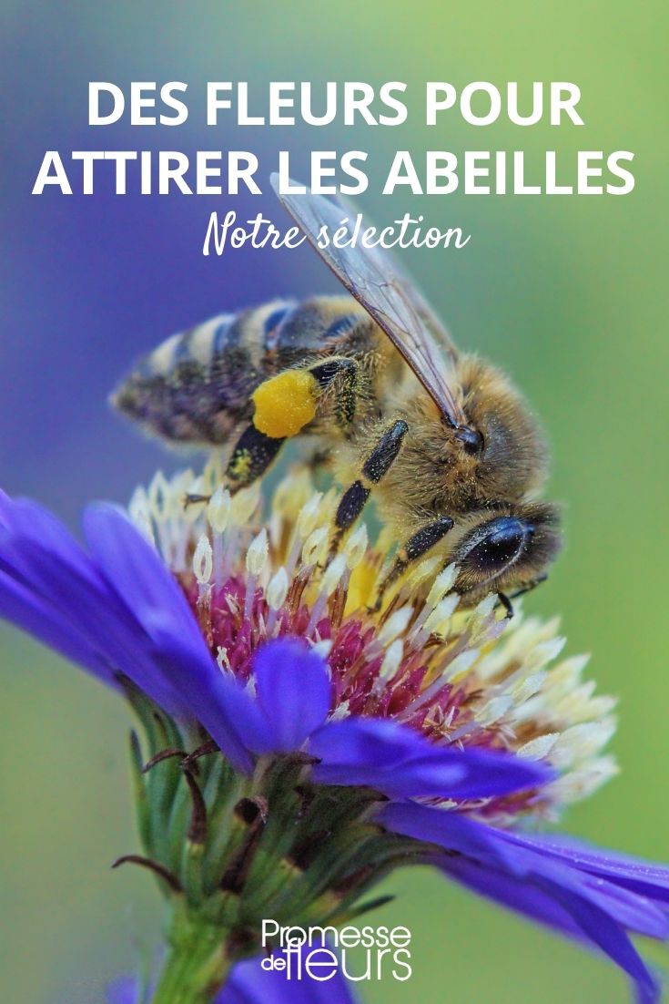 Blumen, um bestäubende Insekten anzulocken