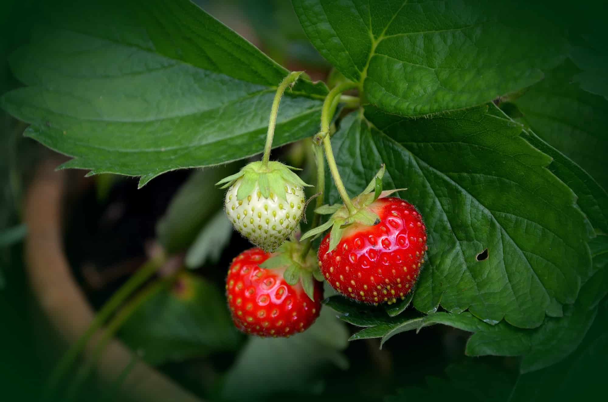 Krankheiten und Schädlinge an Erdbeeren