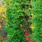 Hecke aus heimischen Gehölzen: Anlage und Nutzen?