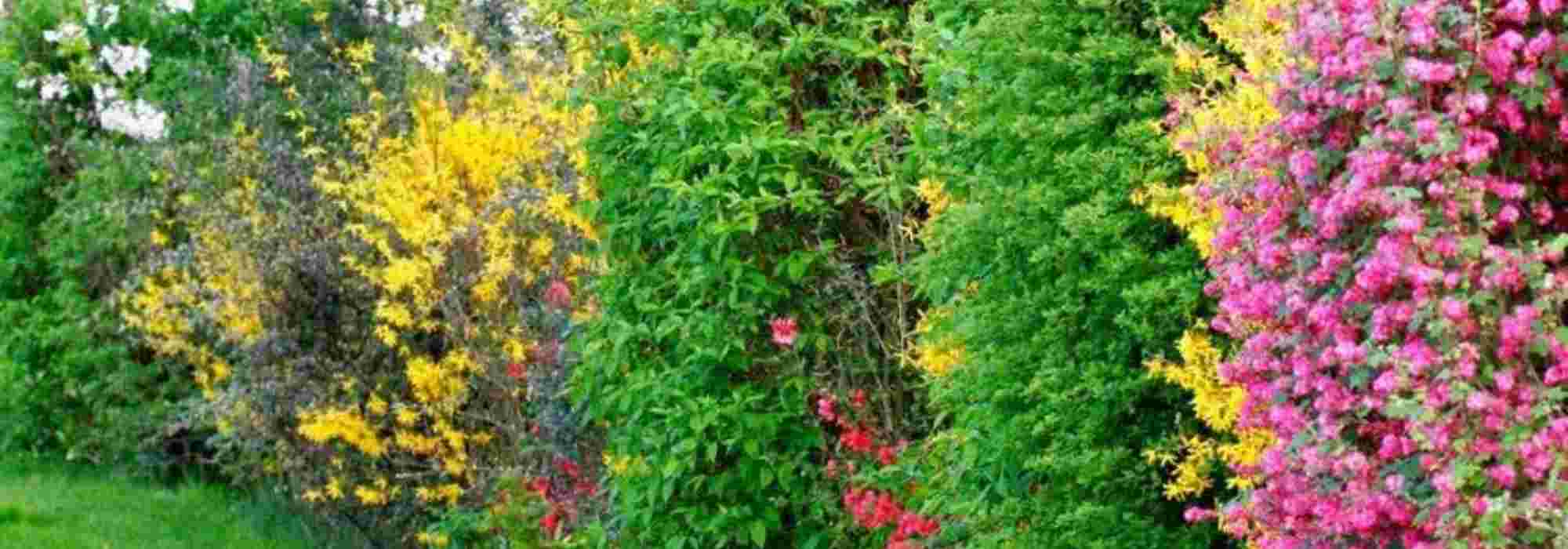 Hecke aus heimischen Gehölzen: Anlage und Nutzen?