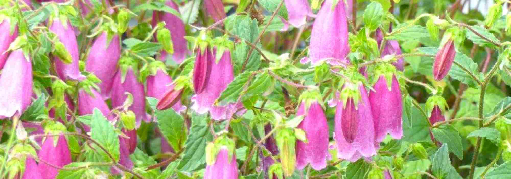 Glockenblumen mit glockenförmigen Blüten