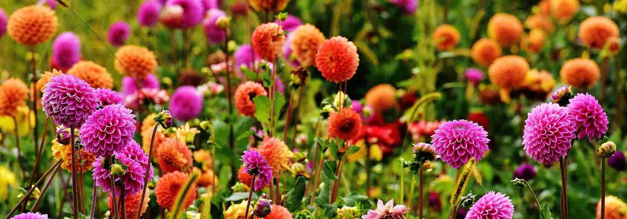 Bohème-Garten gestalten
