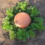 Eine selbstgemachte Olla für die Gartenbewässerung herstellen