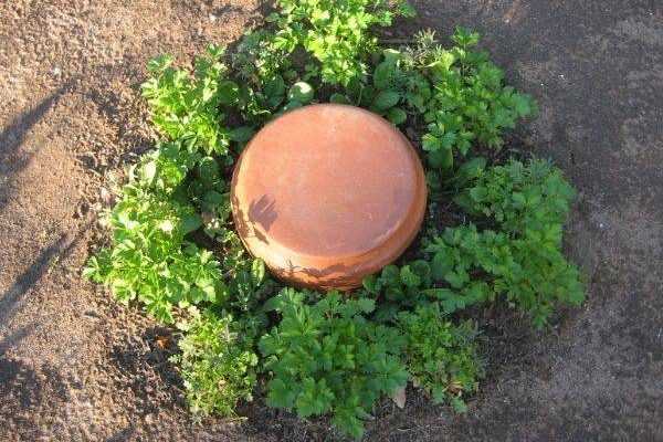 Eine selbstgemachte Olla für die Gartenbewässerung herstellen