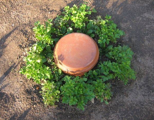 Eine selbstgemachte Olla für die Gartenbewässerung herstellen