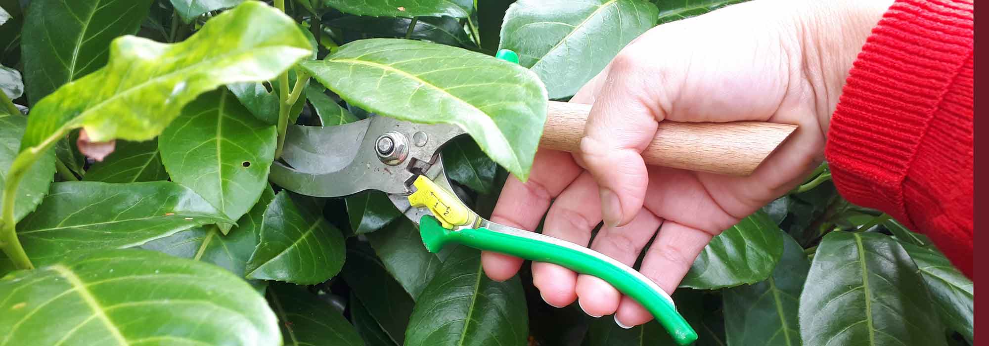 Obstbäume, Sträucher und Rosen schneiden: 10 Fehler