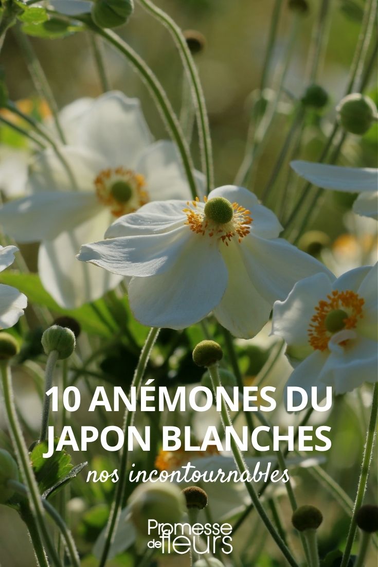 10 Anemonen aus Japan