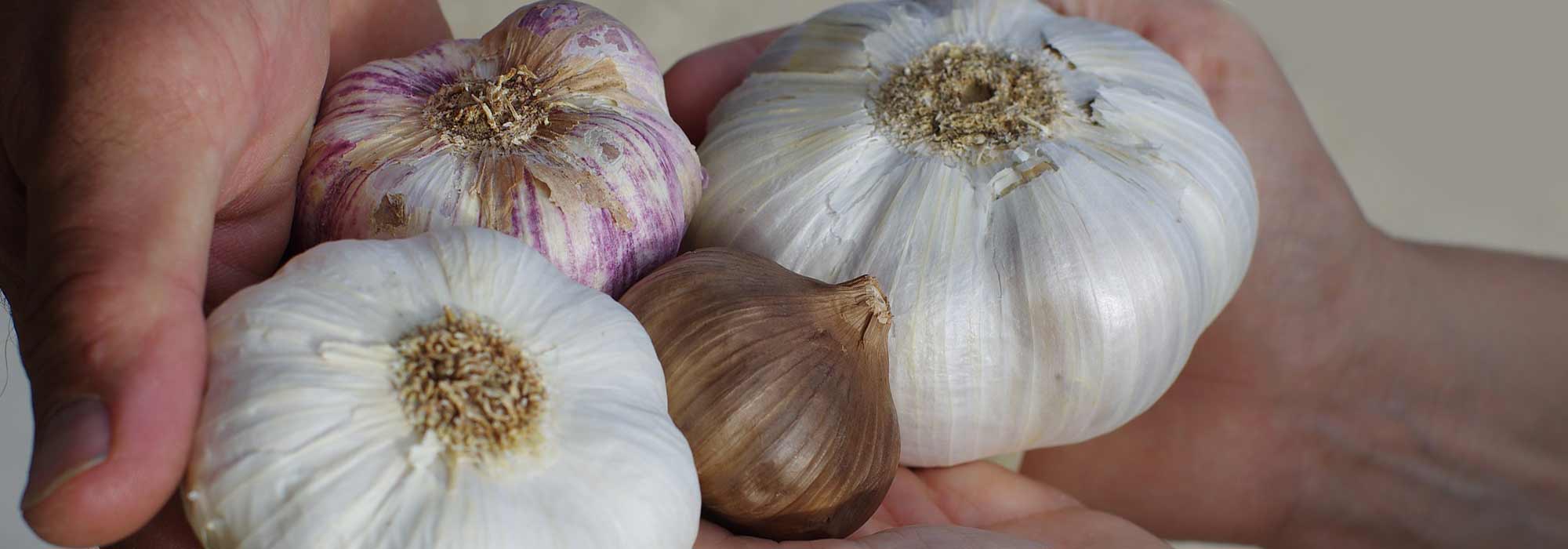 Knoblauch: beste Sorten