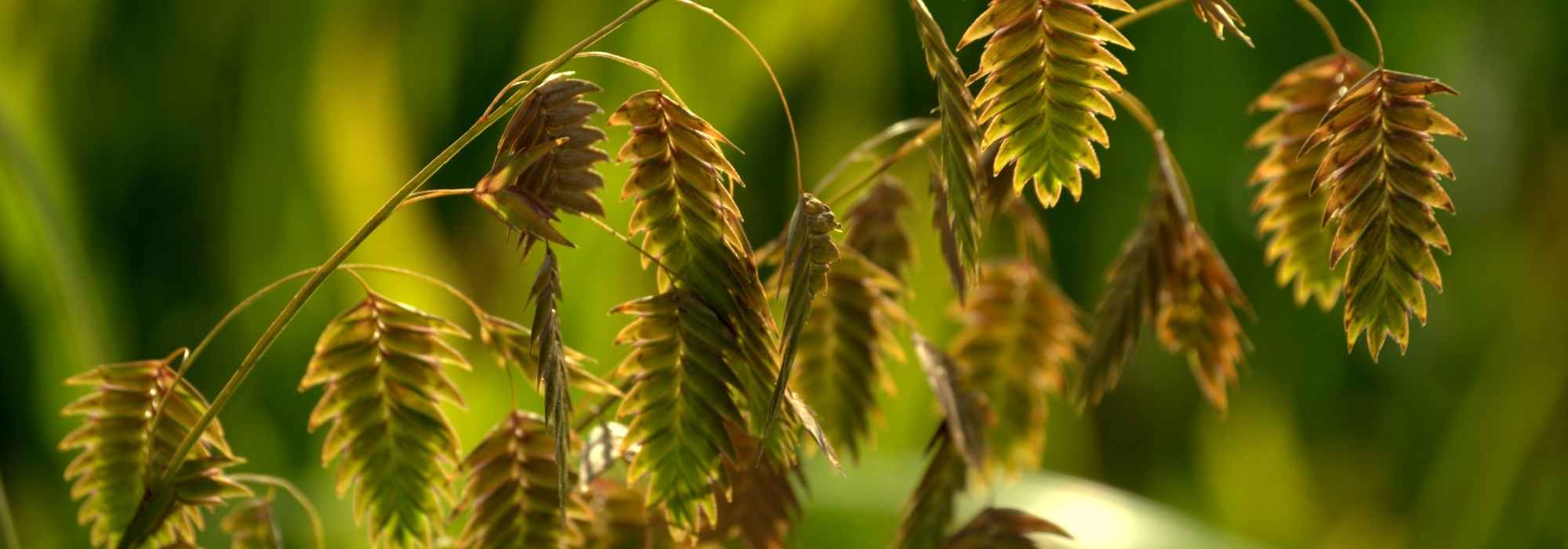 Chasmanthium latifolium: Pflanzen & Pflege