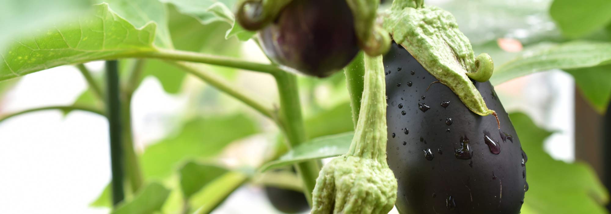 Aubergine im Topf anbauen