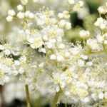 Mädesüß mit weißen Blüten: 6 Sorten