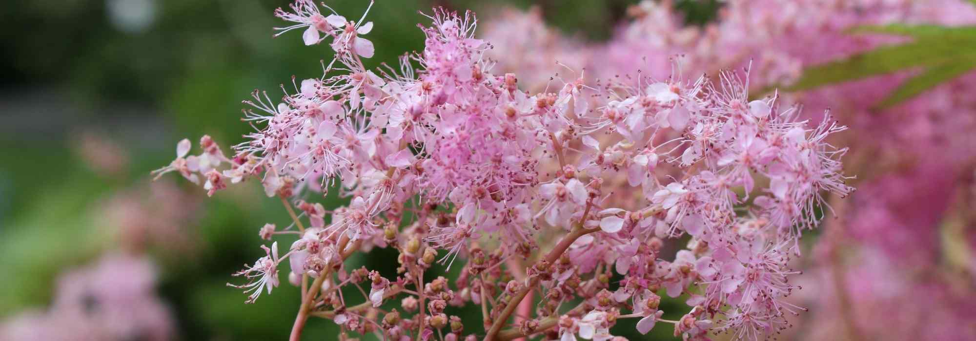 Mädesüß mit rosa Blüten: 6 Sorten entdecken