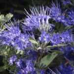 Wann und wie schneidet man einen Caryopteris?