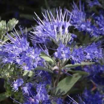 Wann und wie schneidet man einen Caryopteris?