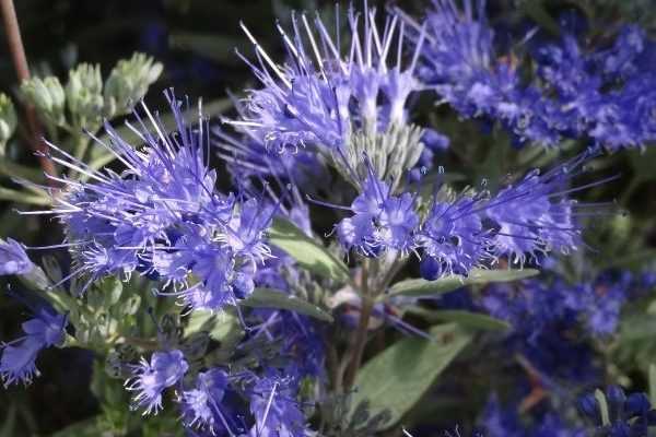 Wann und wie schneidet man einen Caryopteris?