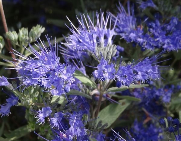 Wann und wie schneidet man einen Caryopteris?
