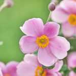 Japan-Herbst-Anemone: 10 Sorten für den Topf