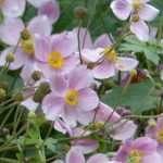 Japan-Herbst-Anemone wählen