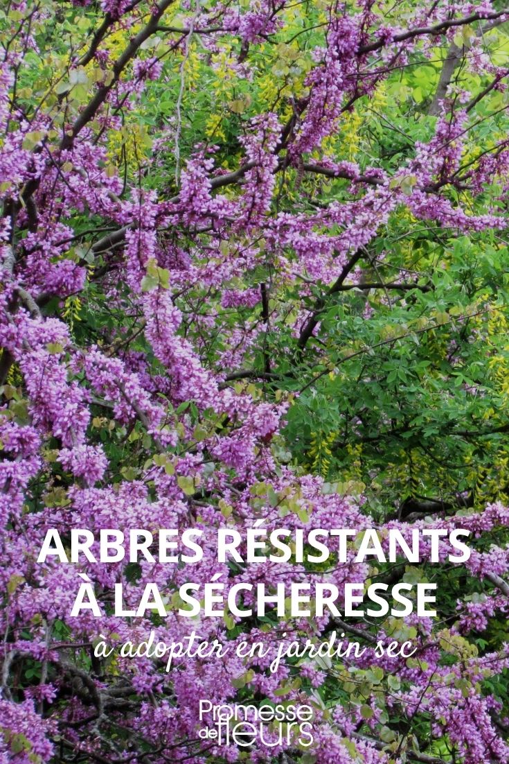 Bäume, die trockenheitsresistent sind