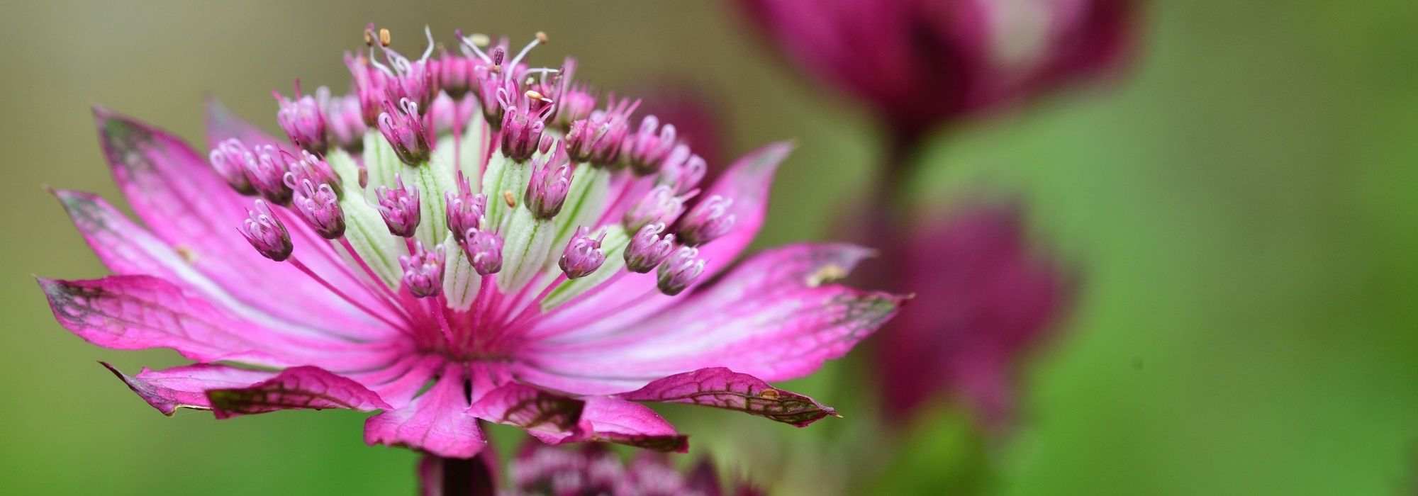 Rosa blühende Sterndolde