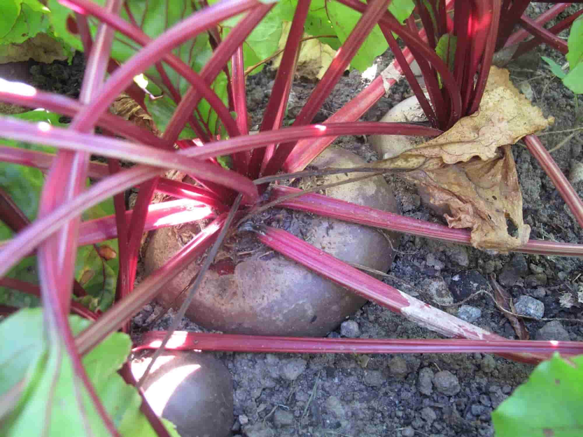 Rote Bete: Krankheiten und Schädlinge