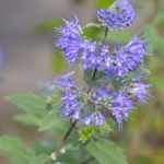 Wie vermehrt man Caryopteris durch Stecklinge?