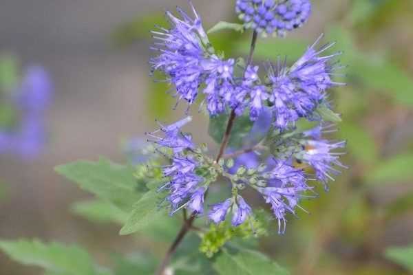 Wie vermehrt man Caryopteris durch Stecklinge?