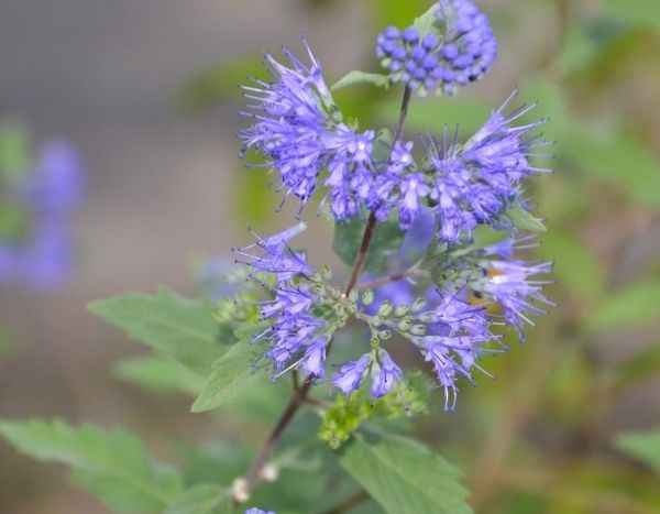 Wie vermehrt man Caryopteris durch Stecklinge?