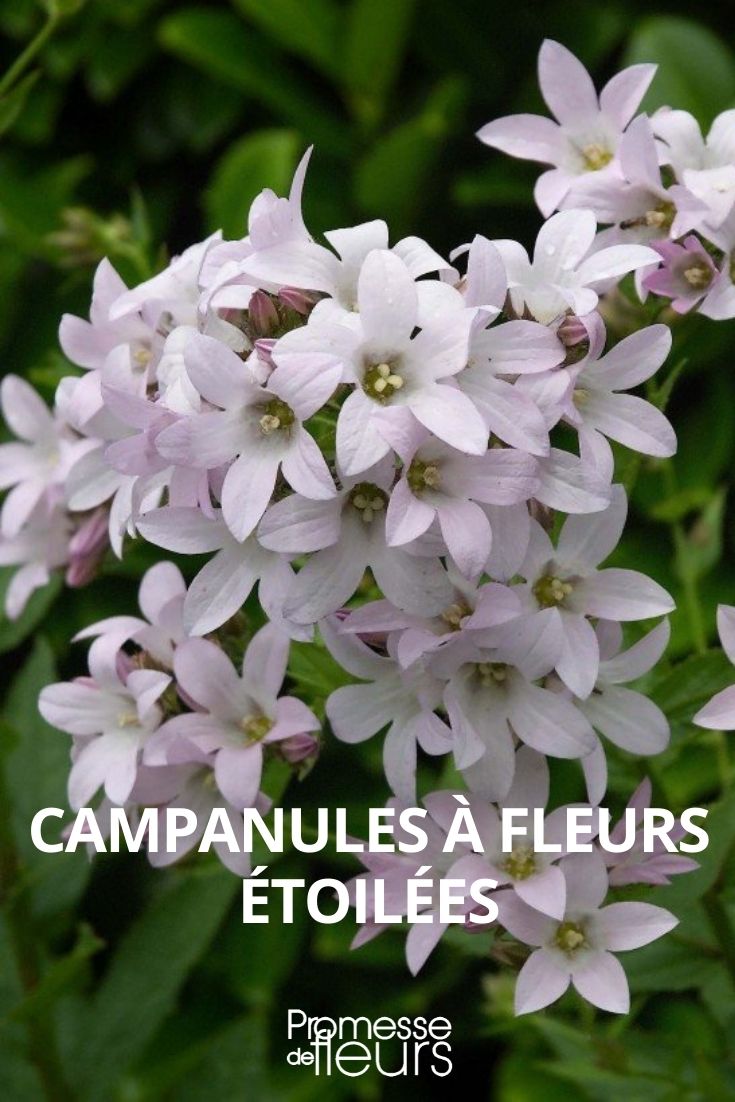 Sternblütige Glockenblumen